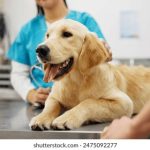 畅享动漫世界:官方版正版入口下载指南 0t6xdd