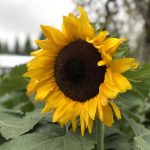 畅享四虎影视在线,尽览热门影视资源 3eji047h