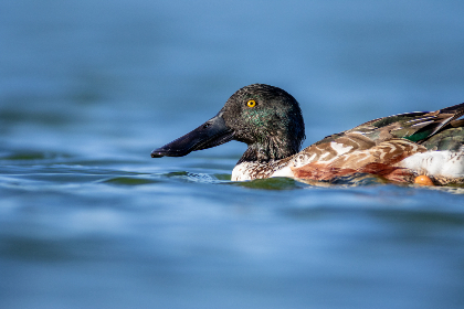 畅享在线动漫观看免费网站，尽情追番无压力