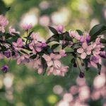 糖心vlog电脑版有什么功能:全面解析其强大视频编辑与分享特色 l3fz35