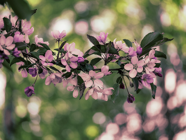 糖心vlog电脑版有什么功能：全面解析其强大视频编辑与分享特色